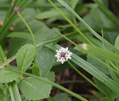 [This flower is cluster of white flowers around a purple mound center and is no bigger in diameter than a dime.]
